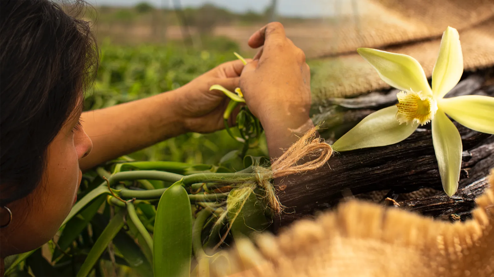 Historia de origen y producto para Vanilla Princess